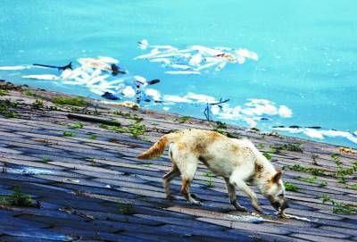  距離熱水村十來公里的上逕水庫，一條狗在吃岸邊的死魚。水庫承包人認為，大面積死魚是上游稀土開采大量使用硫酸銨造成的，而當地政府認為是養魚方法不當所致。