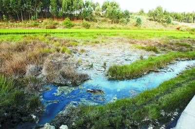 在云南省曲靖市陸良縣小百戶鎮西橋工業園區一化工廠排污渠旁，農田里已無法耕種，就連野草都難以存活。本報記者 楊姣攝