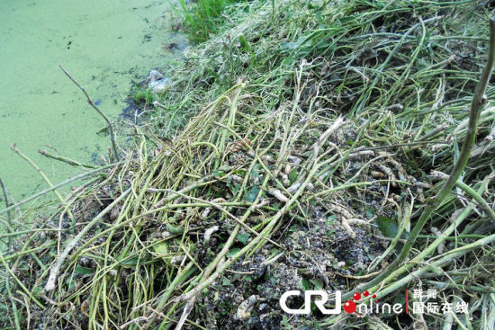 2012年6月1日，江蘇大豐，20萬條春蠶突發死亡，初步斷定死亡原因是農藥中毒。死蠶被廢棄在河邊產生二次污染。圖片來源：cfp