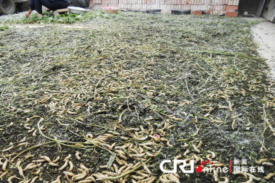 2012年6月1日，江蘇大豐，20萬條春蠶突發死亡，初步斷定死亡原因是農藥中毒。大量的死蠶攤在地上。圖片來源：cfp