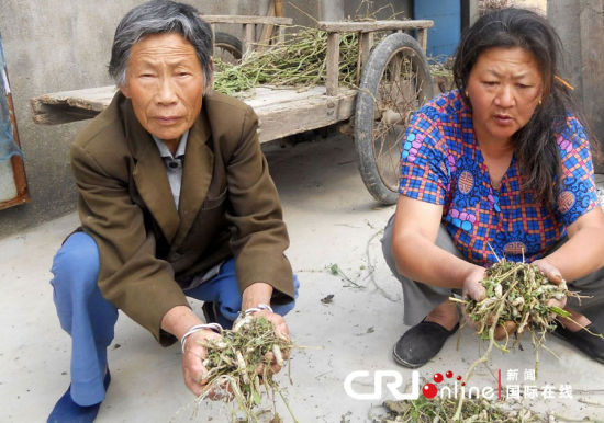 2012年6月1日，江蘇大豐，20萬條春蠶突發死亡，初步斷定死亡原因是農藥中毒。手捧死蠶，蠶農非常沮喪。圖片來源：cfp