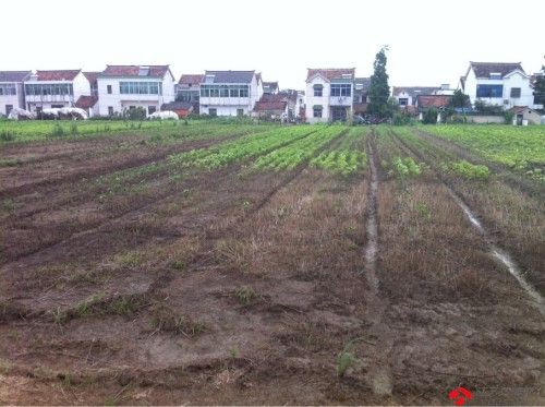 多畝農(nóng)作物死亡