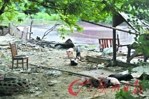 里水金沙洲片區養殖場整治過多次，現場仍一片殘留。