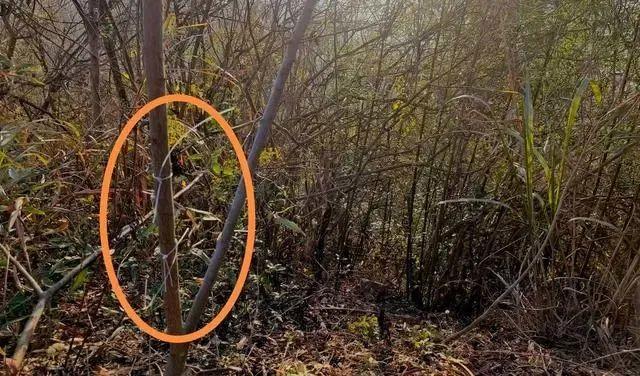 湖北陽新縣通報一村民觸電死亡事故